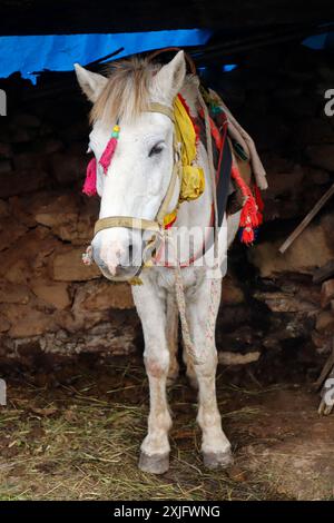 White Horse auf den Straßen von Utrakhaand, Indien. Eine wunderschöne Stock-Fotografie Stockfoto