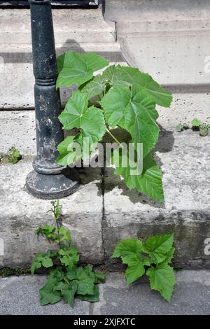 Pflanzen wachsen auf dem Bürgersteig in Paris - Frankreich Stockfoto