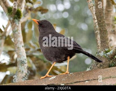 Große Soor, Riesendrossel, Merle géant, Turdus Fuscater, óriásrigó, Cotopaxi Nationalpark, Ecuador, Südamerika Stockfoto