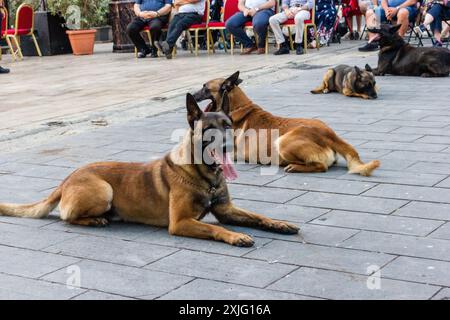 VICTORIA, GOZO - 9. JULI 2024 Malta Polizeishow mit Polizeihunden und Handlern des K9-Teams Stockfoto