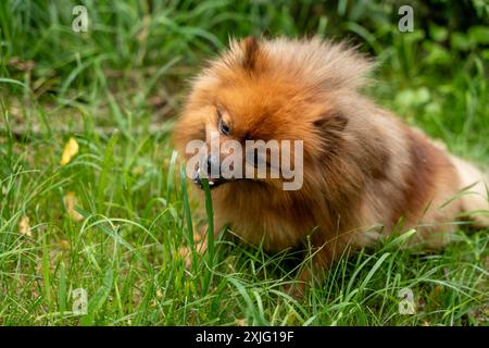 Ein Hund kaut auf Gras auf einem Feld. Der Hund hat ein braunes und weißes Fell und er genießt es Stockfoto