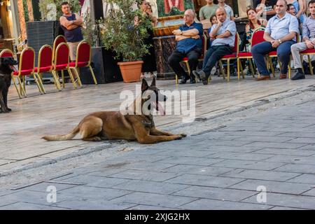 VICTORIA, GOZO - 9. JULI 2024 Malta Polizeishow mit Polizeihunden und Handlern des K9-Teams Stockfoto