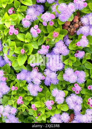 Lebendige Darstellung der blauen Mink Ageratum-Blüten in voller Blüte Stockfoto