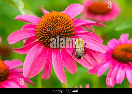 Nevada Bumblebee auf Purple Coneflower Makro Stockfoto