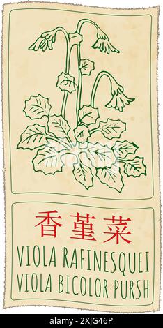 Vektorzeichnung VIOLA RAFINESQUEI auf Chinesisch. Handgezeichnete Abbildung. Der lateinische Name ist VIOLA BICOLOR PURSH. Stock Vektor