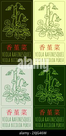 Satz der Vektorzeichnung VIOLA RAFINESQUEI auf Chinesisch in verschiedenen Farben. Handgezeichnete Abbildung. Der lateinische Name ist VIOLA BICOLOR PURSH. Stock Vektor