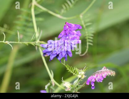 Eine Nahaufnahme der violetten Blüten von getufteten Vetch, Vicia cracca Stockfoto