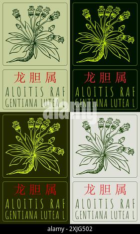 Satz der Vektorzeichnung ALOITIS RAF auf Chinesisch in verschiedenen Farben. Handgezeichnete Abbildung. Der lateinische Name ist GENTIANA LUTEA L. Stock Vektor