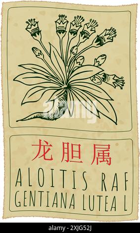 Vektorzeichnung ALOITIS RAF auf Chinesisch. Handgezeichnete Abbildung. Der lateinische Name ist GENTIANA LUTEA L. Stock Vektor