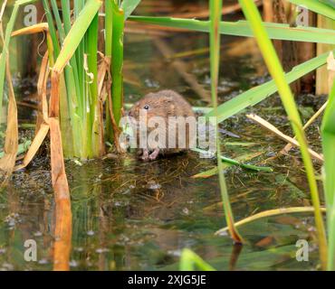 Water Vole Arvicola Amphibius, Cosmeston Lakes and Country Park, Penarth, Vale of Glamorgan, South Wales, Großbritannien. Stockfoto