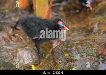 Moorhen-Küken (Gallinula chloropus) füttern junge Tiere, Cosmeston Lakes and Country Park, Penarth, Vale of Glamorgan, South Wales, Großbritannien. Stockfoto