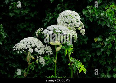 Riesenhogweed (Heracleum mantegazzianum), auf dem Müllboden, Cardiff, Südwales. Stockfoto