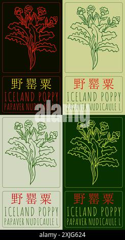 Satz von Vektorzeichnung ISLAND MOHN auf Chinesisch in verschiedenen Farben. Handgezeichnete Abbildung. Der lateinische Name ist PAPAVER NUDICAULE L. Stock Vektor