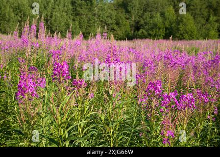Der blühende Ivan-Tee (Chamerion angustifolium) am sonnigen Sommertag Stockfoto