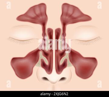 Nasennebenhöhlen Anatomie medizinische Vektor-Illustration. Anatomie Der Nasennebenhöhlen. Stock Vektor