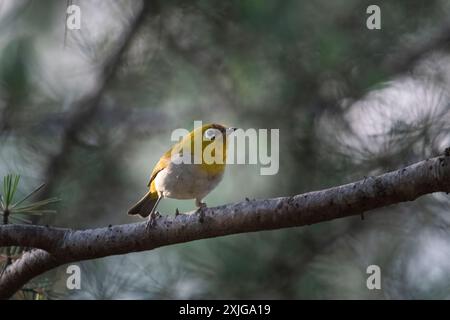 Indisches Weißauge (Zosterops palpebrosus) oder orientalisches Weißauge in Binsar in Uttarakhand, Indien Stockfoto