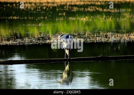 Heron - Graureiher - (Ardea cinerea) am Kennett & Avon Kanal bei Devizes. Vom Juli 2024. Sommer. Stockfoto