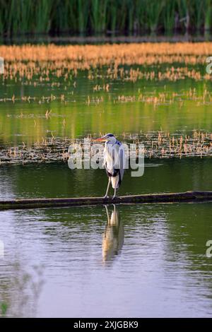 Heron - Graureiher - (Ardea cinerea) am Kennett & Avon Kanal bei Devizes. Vom Juli 2024. Sommer. Stockfoto