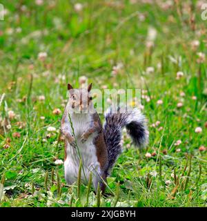 Graues Eichhörnchen - sciurus carolinensis - Cardiff, Südwales, Vereinigtes Königreich. Vom Juli 2024 Stockfoto