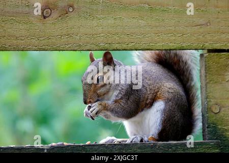 Graues Eichhörnchen - sciurus carolinensis - Cardiff, Südwales, Vereinigtes Königreich. Vom Juli 2024 Stockfoto