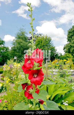 Alcea rosea - gemeiner Hollyhock. Vom Juli 2024 Stockfoto