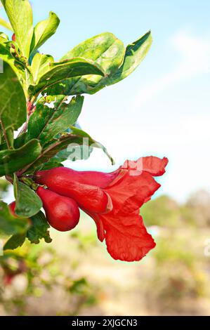 Granatapfel auf dem Baum. Das Juwel der Natur im Obstgarten Spaniens. Stockfoto