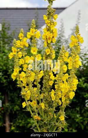 Verbascum thapsus - gemeiner Mullein - in Blume im Cowbridge Physic Garden, Vale of Glamorgan (bei Cardiff), aufgenommen im Juli 2024 Stockfoto