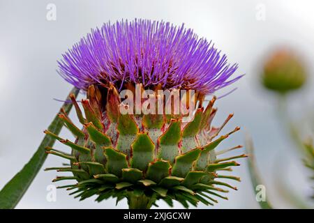 Cardoon Pflanze - cynara cardunculus - in Blume, Südwales aufgenommen Juli 2024 Stockfoto