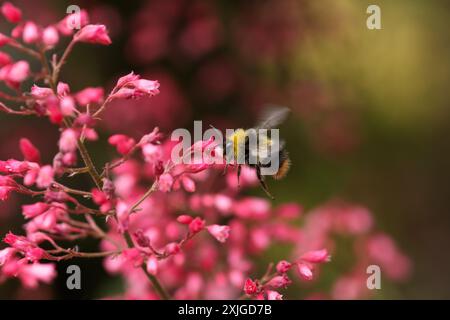 Hummel im Flug landet auf rosafarbenen Blüten von heuchera an der Gartengrenze Stockfoto
