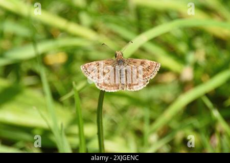 Ein schmuddeliger Skipper ruht auf einem Stamm auf einer geschützten Wiese. Buckinghamshire, England, Vereinigtes Königreich. Stockfoto