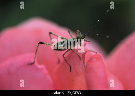 Nahaufnahme eines grünen Blattlaus, der auf einer offenen rosa Rosenblüte steht, während der Blattlaus die Rosenblätter frisst. Stockfoto