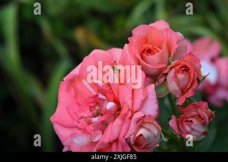 Ein grünes Blattlaus steht auf einer offenen rosa Rosenblüte, während das Blattlaus die Rosenblätter frisst. Stockfoto