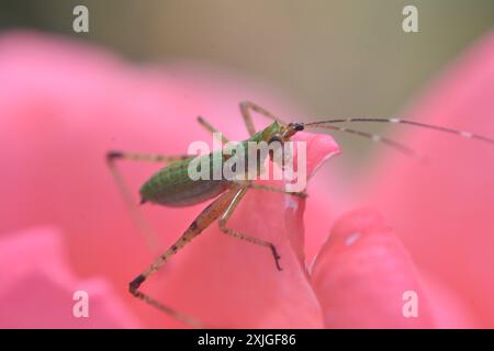 Nahaufnahme eines grünen Blattlaus, der auf einer offenen rosa Rosenblüte steht, während der Blattlaus die Rosenblätter frisst. Stockfoto