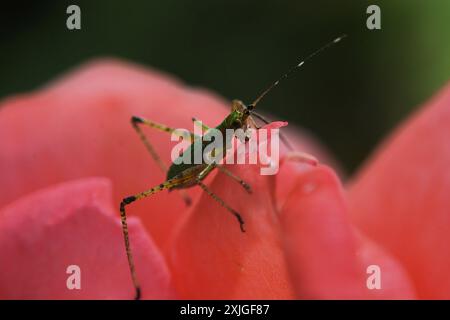 Nahaufnahme eines grünen Blattlaus, der auf einer offenen rosa Rosenblüte steht, während der Blattlaus die Rosenblätter frisst. Stockfoto