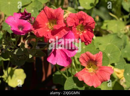 Bunte Nasturtien und Petunienblüten in voller Blüte, beleuchtet durch goldenes natürliches Sonnenlicht Stockfoto