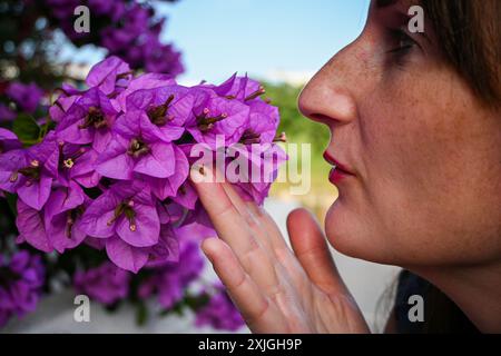 Frau genießt den Duft von violetten Bougainvillea-Blüten in einem Garten, an einem sonnigen Tag. Stockfoto