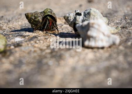 Die Einsiedlerkrabbe trägt ihr Zuhause auf dem Rücken und geht auf einem Felsen in der Nähe von Muscheln. Stockfoto