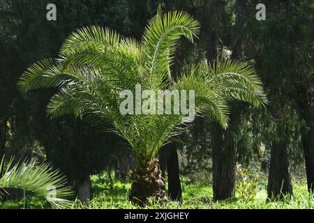 Butia capitata, Jelly Palm Stockfoto