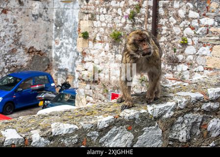 Ein Affe auf einer Steinmauer in Gibraltar, Großbritannien, mit urbanem Hintergrund mit Autos und alten Steinhäusern. Stockfoto