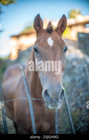 Nahaufnahme eines wunderschönen braunen Pferdes, das hinter einem Zaun in Fuenteheridos, Provinz Huelva, Andalusien, Spanien steht. Stockfoto
