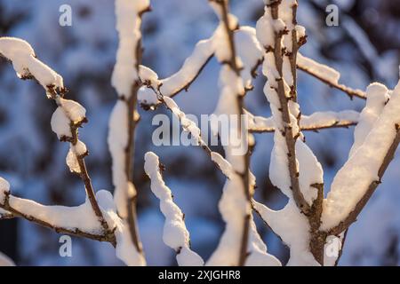 Nahaufnahme der schneebedeckten Äste von Apfelbäumen am frostigen Wintertag. Stockfoto