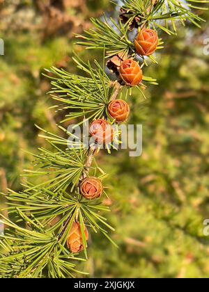 Nahaufnahme eines tamarack-Baumzweigs, der mit jungen Kegelknospen geschmückt ist Stockfoto