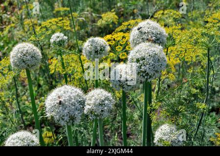 Nahaufnahme der wachsenden und blühenden Zwiebeln- und Dillplantage für Samen im Gemüsegarten zur Sommerzeit Stockfoto