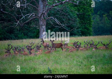 Ripon, North Yorkshire, 18. Juli 2024. Eine Hirschherde wird am frühen Abend im Studley Royal Park beobachtet. Stockfoto