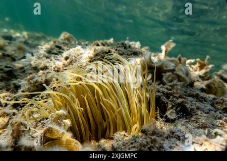 Cabras, Italien. Juli 2024. Eine mediterrane Schlangenanemone (Anemonia sulcata) wird am 18. Juli 2024 in den Gewässern von San Giovanni di Sinis auf Sardinien, Italien, abgebildet. (Foto: Emmanuele Contini/NurPhoto) Credit: NurPhoto SRL/Alamy Live News Stockfoto