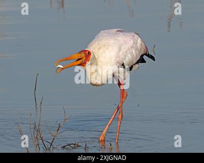 Einzelner Gelbschnabelstorch (Mycteria ibis), der Silberfische zwischen seinen gelben Schnäbeln im Lake Manze, Nyerere National Park, Tansania, Afrika wirft Stockfoto