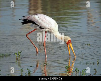 Einzelner Gelbschnabelstorch (Mycteria ibis) mit gelbem Schnabel und rotem Gesicht und Beinen zum Angeln in Lake Manze, Nyerere National Park, Tansania, Afrika Stockfoto