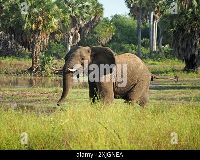 Afrikanischer Elefant (Loxodonta Africana), der sich mit erhobenem Rumpfschwanz und Ohren neben dem Manze-See im Nyerere-Nationalpark in Tansania aufhält Stockfoto