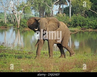 Afrikanischer Elefant (Loxodonta Africana), der sich mit erhobenem Rumpfschwanz und Ohren neben dem Manze-See im Nyerere-Nationalpark in Tansania aufhält Stockfoto