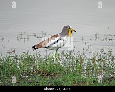 Weiß gekrönter Lapwing (Vanellus albiceps) mit gelben Watscheln, die am Rande des Manze-Sees im Nyerere-Nationalpark, Tansania, Afrika, waten Stockfoto